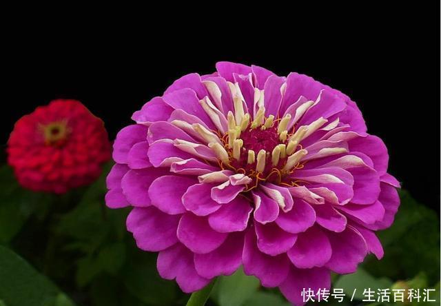 『花园』夏天养花就养此3种,好养易活开花漂亮,夏天也能养出小花园