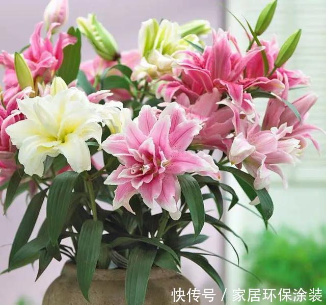  『赶紧搬』卧室养花需谨慎，这五种花千万不能养，卧室植物如何挑选？