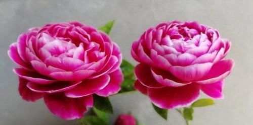  漂亮：李小姐在小院养“1种花”，花期长达300天，“奇特”漂亮人人夸