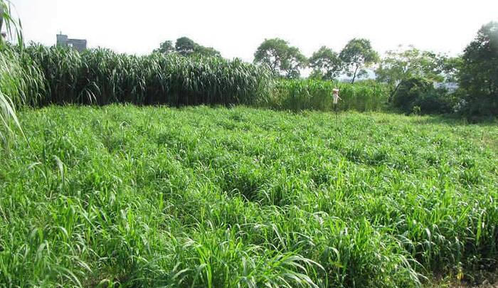  南方：扔掉地面就活着，砍掉就长，南成为“宝”，北成为柴火