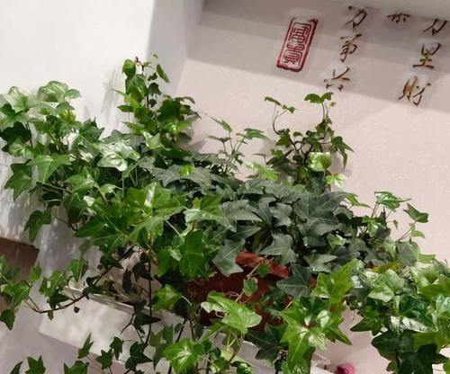 『以浇花』养鱼水能浇花吗?要是里面有它,就别浇了!
