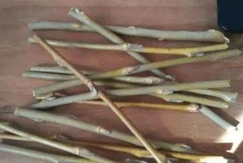  「叶子」用1种树的“体液”，涂抹花卉植物，叶子绿油油，养啥花都可爆盆