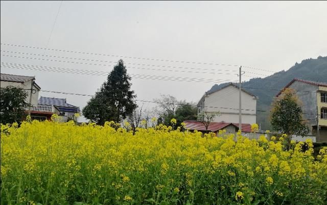  「小伙」农村小伙花70万买了两台车，不拉货，专拉污物，农户家家都喜欢。