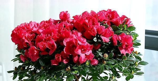 『杜鹃花』杜鹃花夏天这么养,不但不黄叶,新叶还能蹭蹭的长!