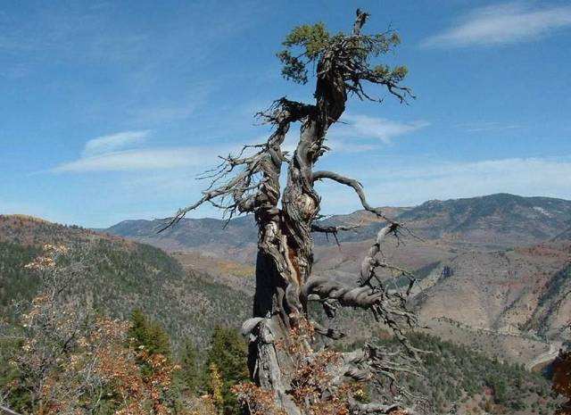 世界最厉害十棵树：四棵在华夏，价值无法估量，1棵是李世民栽种