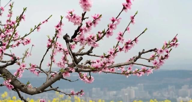  『柳丝』枝头柳丝绿，陌上花又红