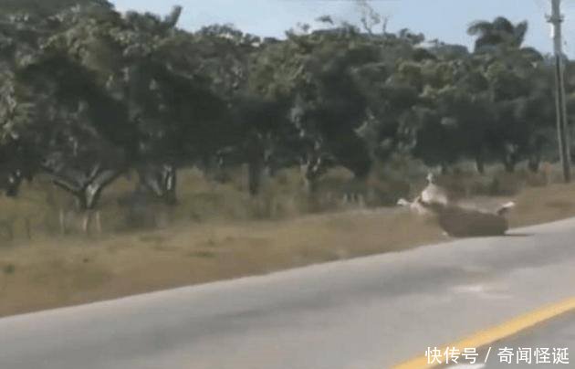 男子开车行驶在高速公路上，却遇见了一场现实版的“越狱”剧情