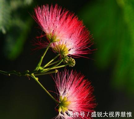 国内最大野生合欢树林在湖北！是地震的播报员如千万粉扇轻扇！