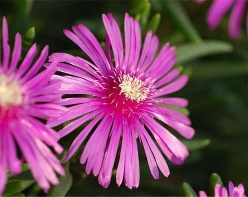  『植物』松叶菊怎么种植，种植过程需要注意哪些问题，科学种植是关键