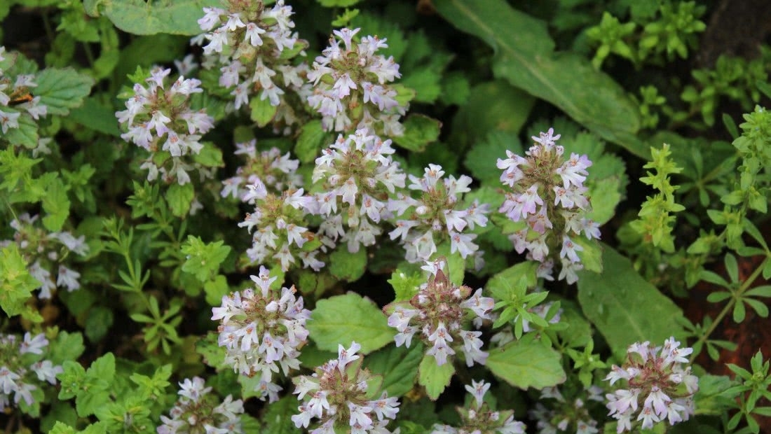 农村地区有这样一种植物，堪比“金疮药”，你们可曾见过？