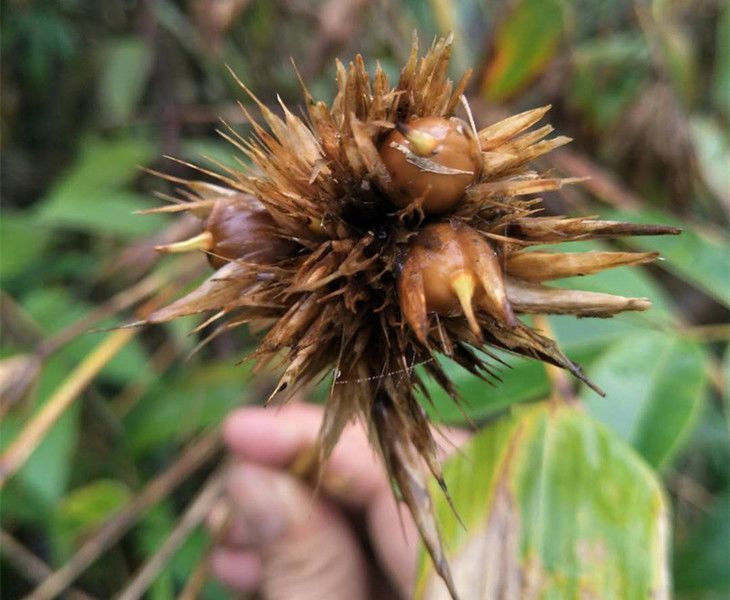  「口感」原来竹子也有果实，50年才结一次果，口感绵密，还十分可口？