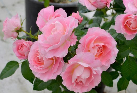  #花形#家养此款木本花卉，花形别致，开花一簇一簇，阳台呼呼爆成百花园