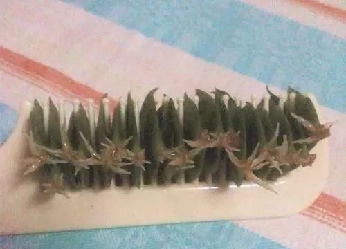  『当晒晒太阳』现在扦插最好活，这8种花，插多少活多少！