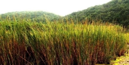 这次换中国人头疼了，由于数量实在太多，不得不开着挖掘机治理