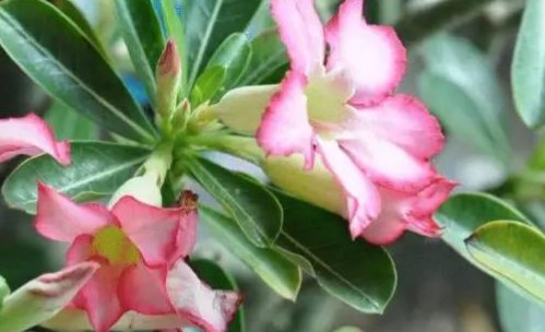  放水|3种花放水里,就能蹭蹭长,再不担心浇水问题,不黄叶,长得旺!