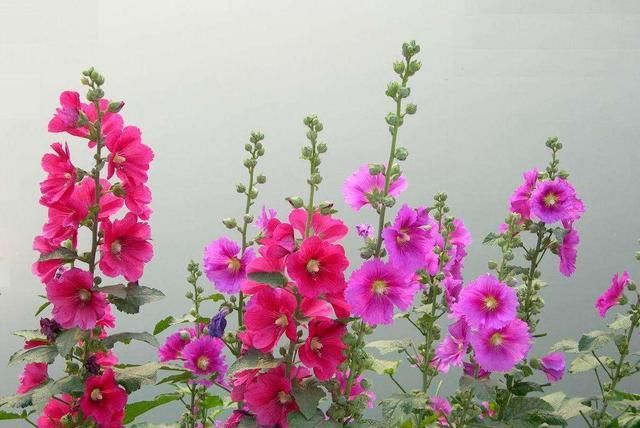  『蜀葵』蜀葵长得好不是没原因的，赶紧学起来吧，一个也不放过