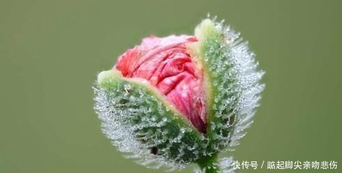 【原产于】旅行看世界:让人赞叹的花卉微距照片,以及在哪里能看到这些美景