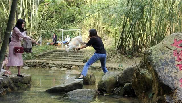 女游客强行拿走模型猪，景区人员边劝边追300米拿回