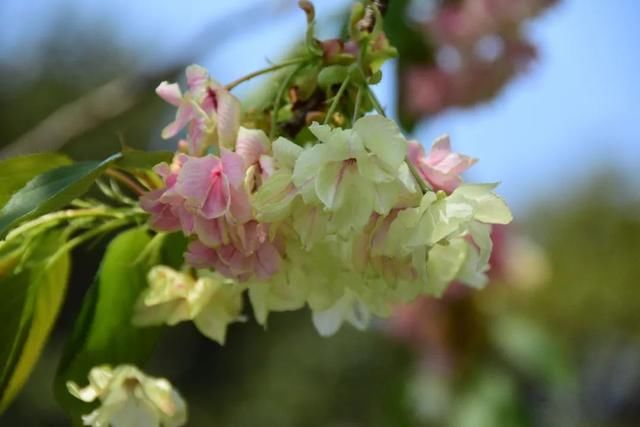 麻叶绣线:春花含情付春光,蔷薇园里漫芬芳