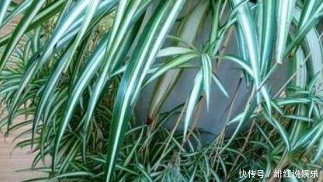【植物】给绿萝、文竹、吊兰用啤酒浇水,坚持1个月后,叶片油绿还爆盆!