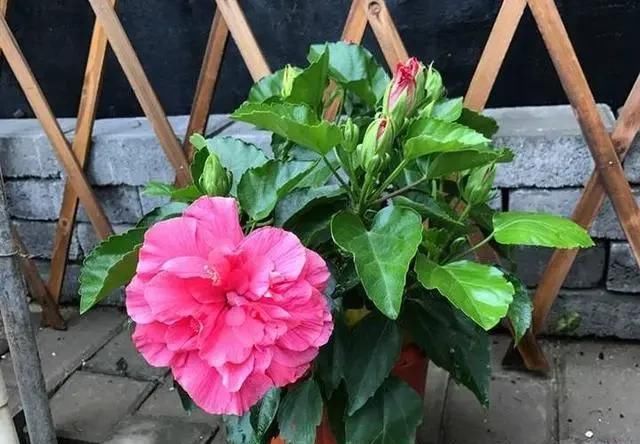 「植物」三月初,这“四朵花”任意养长,枝叶绿,花开,一年到头都在开花