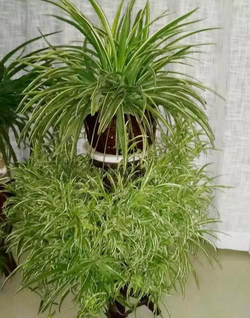  【巨无霸】吊兰这样养，垂满小崽子，白根撑破盆，枝繁叶茂、巨无霸