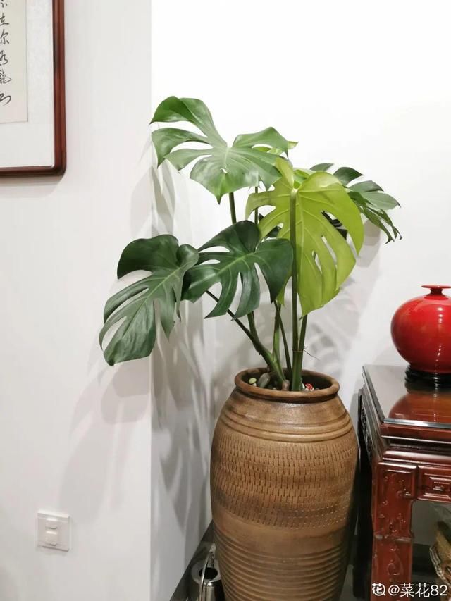  『水泥花盆』客厅养盆镇宅花，除异味、保家宅，越养家越旺！