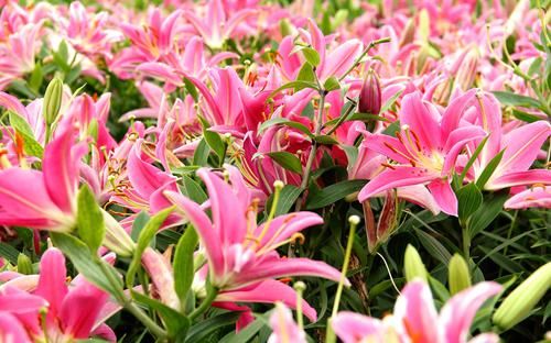  『蟹爪兰』喜欢在家中养护花卉，就选择花色绚丽，开花量大的3种花卉，优美