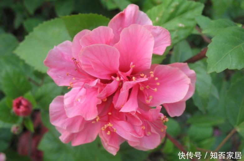【漂亮】适合养在室内的5种花,给点阳光就灿烂,开花爆盆很简单,真漂亮