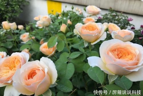  【名花】此款世界名花，开花漂亮，养护容易，是家庭盆栽佳品！