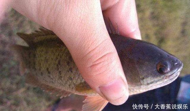  [鉴定]水库中钓了条鱼，看起来很像“过山鲫”，有钓鱼人认识吗，求鉴定