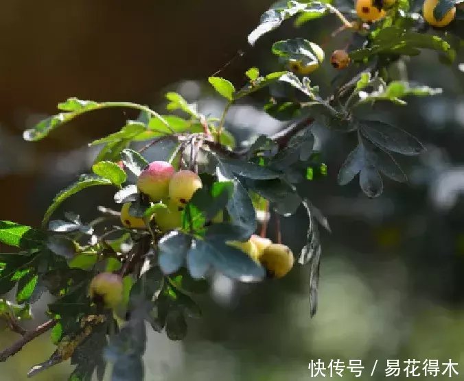 『变叶』海棠鉴赏|变叶海棠和花叶海棠的辨识与鉴赏