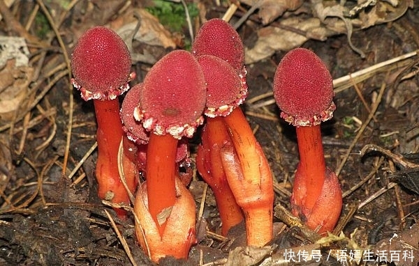 这种长在农村深山的植物，人称“儿子不离母”，另一个名字很文雅