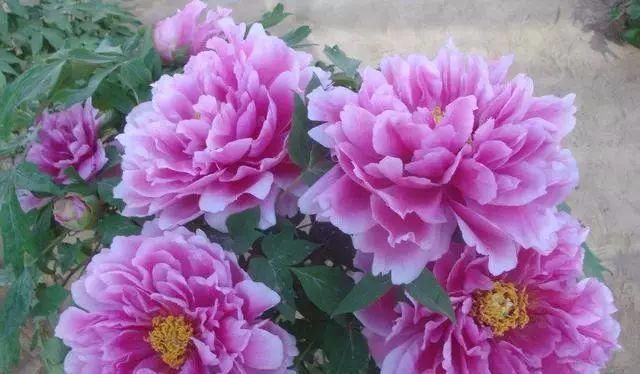 牡丹■别看着眼馋,这些大型花,没有一个院子,买了也白花钱