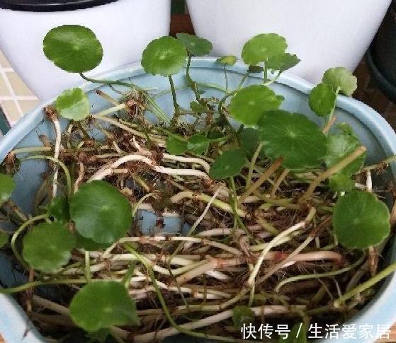  #吸收水分#家养植物烂根黄叶？不要慌，用2种''常见药''抢救，见效真快