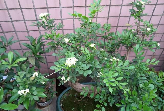  #栀子花#阳台养一盆它，比桂花栀子花还香，教你“3招”，长成盆景开满花