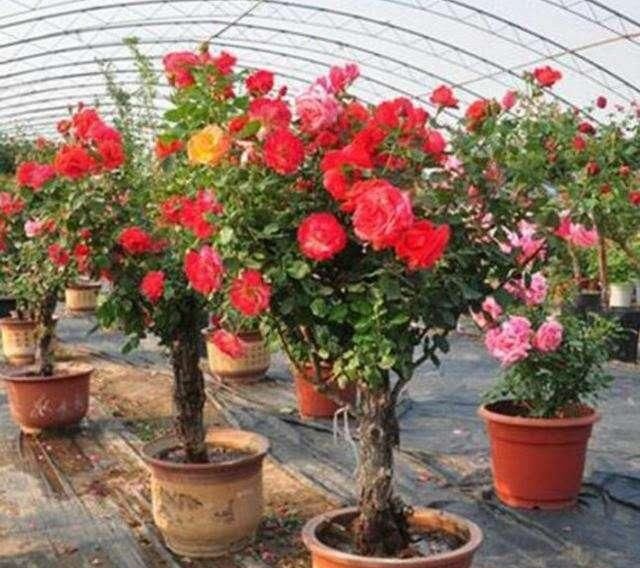  「芳香」此花被称为“天下第一美”，一株开多色，花开300天，漂亮芳香