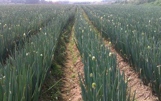  「中国」去年收购价1毛一斤，如今价格涨到近八元每斤农民可以试