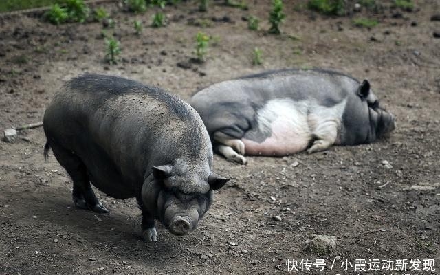  观念■俗语“有千斤猪，没有千斤牛”怎样理解？跟过去的生活观