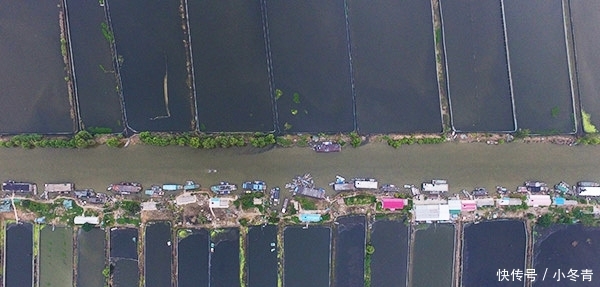 “黑水”过境！江苏泗洪万亩养殖螃蟹死绝，渔民痛哭