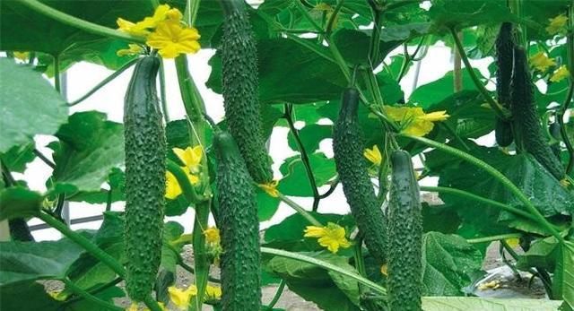  【气候条件来】露地黄瓜什么时候种植合适？