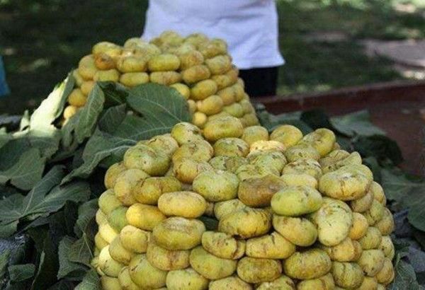 这种水果在农村很普遍，烂了才有人摘，在城市卖30元1斤还要抢！