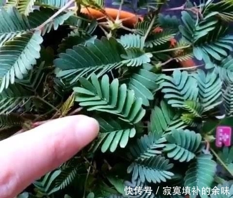  『含羞草』含羞怕人的害羞小草，原产于美洲热带，如今正在海南无休止地繁殖