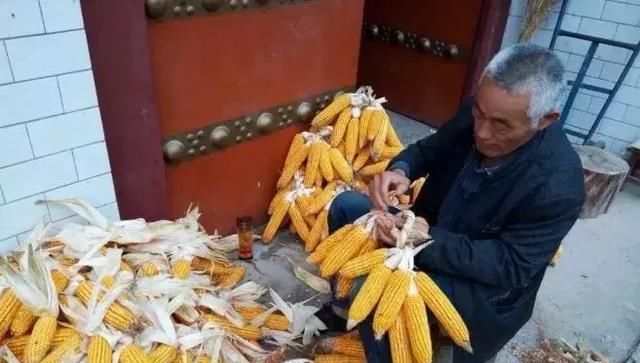  「玉米」刚在老家地里看到的画面，是谁的爹娘？很多人看完湿了