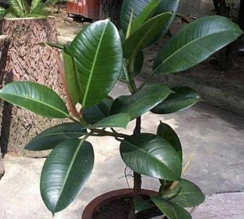  [植株的叶片]橡皮树叶片发黄、掉落，有四个原因，教你处理，叶子20天变油亮！