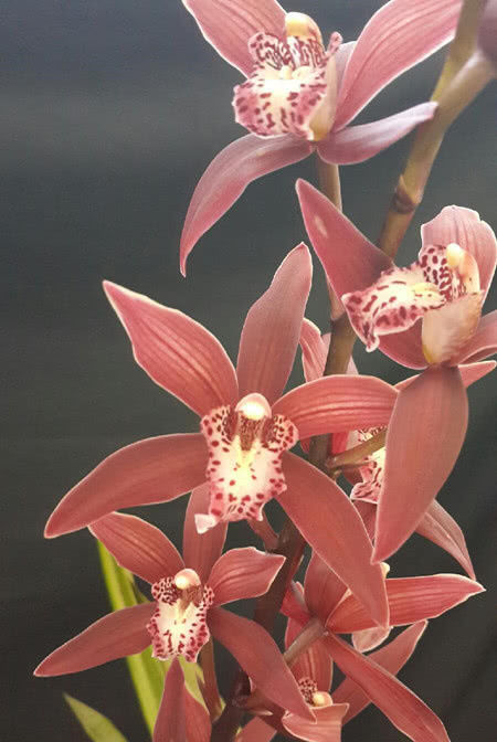  新手■最适合新手养的兰花，培育简单易养活，花开“香飘十里”让人心醉！