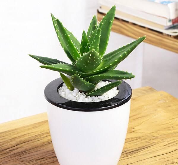 芦荟:小芦荟多久能够长大,如何养护芦荟?