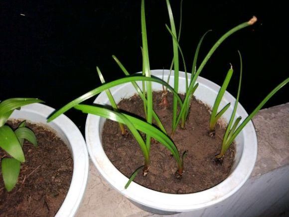 『兰和风雨兰』路边一种“韭菜”花,种盆里太养眼,一淋雨就开花