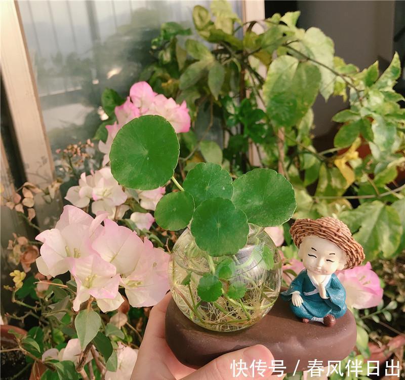  『小花』盆栽拍档：“和尚”小花器，圆叶小精灵，办公桌“新欢”！