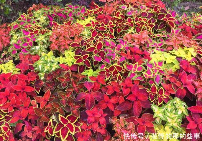 『养花』新手养花,不如养观赏精品:彩叶草,株型美观、色彩多样